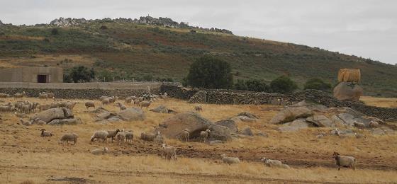 Castilla_2015.jpg
